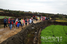 제주밭담축제 11월1일 개막...세계농업유산 가치를 체험한다