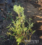 제주 비양도에서 올리브나무 재배 산업화 가능할까