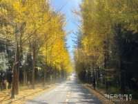 초겨울 햇살에 눈부신 은행나무 가로수길의 단풍 물결 (포토)