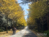초겨울 햇살에 눈부신 은행나무 가로수길의 단풍 물결 (포토)
