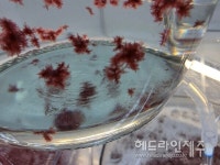 축산현장 온실가스 메탄, 제주 바다고리풀로 해결한다