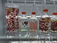 축산현장 온실가스 메탄, 제주 바다고리풀로 해결한다