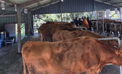 서귀포시축협, 가축시장 조기 개장... 65두 모두 1차 낙찰