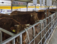 서귀포시축협 3월 가축시장 출품우 52두 모두 낙찰