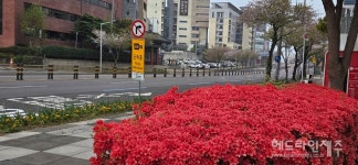 도심을 물들인 붉은 물결...도심 소공원 철쭉 만개 (포토)