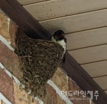 제비 부부의 봄맞이…5일 만에 새 집 지었어요 (포토)