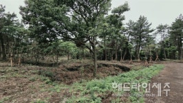 제주시, 구좌 행원리 훼손 산림 생태계 복원 완료