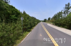 제주시, 도로변 어린 소나무 정비로 건강한 소나무림 조성