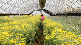 태안지역 국화 5만2000본 일본 수출