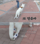 뒷다리 파업 장애견 비하 논란에 사과한 동물농장