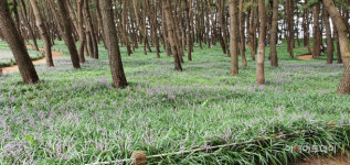 [포토] 서천군 송림 숲에 맥문동 꽃 활짝