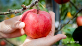 장수명품 사과 홍로본격 출하