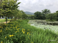 함평 모정마을숲, 국가산림문화 자산 지정...1만586㎡ 규모 마을숲