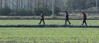 ［포토］입춘대길(立春大吉)...보리밭 사이길로