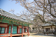 [여행] 느릿느릿 매화구경...경남 산청