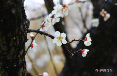 [포토]서산시, 해미향교에 매화꽃 활짝