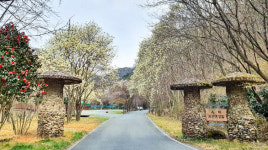 [포토] 봄이 찾아왔어요 목련이 만발한 유치자연휴양림