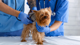 러시아, 동물용 코로나 백신 최초 승인…개·고양이 등 항체 100% 생성