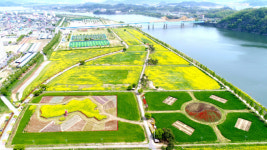 [포토] 창녕 남지유채단지 유채꽃 만발