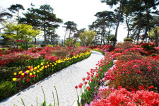 [포토] 서산 쉼이 있는 정원 튤립 꽃 활짝