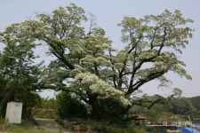 [포토] 흰 꽃 만개한 천곡리 이팝나무