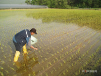 경기 광주시, 벼 친환경 농법 왕우렁이 보급