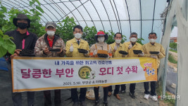 부안 참뽕 오디 수확 본격화...천연영양제로 소문나
