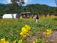 [포토] 여주시 산북면, 유채꽃 향기 바람에 날리고