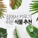 [리스티클] 집에서 키우기 쉬운 식물 추천~ 베스트 6