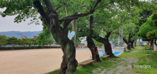 김해 동광초, 100살 왕벚나무 오 형제의 운명은