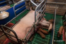 예산군, 우수종돈 구입 지원…상업용 듀록돼지 육종 개량 성공