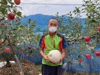 남원, 희귀 댕구알 버섯 8년째 사과농장서 발견