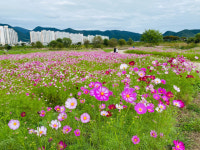 가을향기 가득 담은 ‘화순천변 꽃길 산책 코스’ 인기