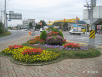 예산군, 주요 도로변 화단에 봄꽃 4만본 심는다