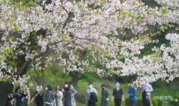 [포토] 벚꽃 나들이
