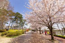 [포토] 서산중앙호수공원 벚꽃 만개