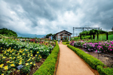 곡성, 곡성세계장미축제 3년만에 기지개...축제기간도 확대