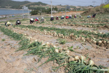 고흥, 양파농가 시름 해소 고흥군-거금농협 마케팅...온·오프라인 150톤 판매