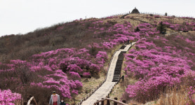 [포토]산 정상까지 오른 진달래 전남 구례 지리산 노고단