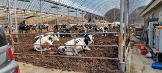 세종보건환경硏, 젖소 유방염 관리 강화…고품질 우유 공급