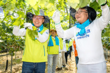 광주·대구은행, 경북 구미 포도농장서 일손 돕기 봉사활동