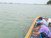 무안 대표 수산물 낙지 자원 회복 위해 두 팔 걷어