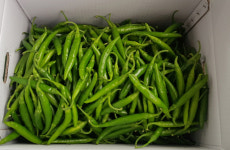 예천군, 개포 풋고추 출하 물량 증가 및 고소득 예상