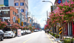 ‘배롱나무 명품 특화거리’, 수원을 붉게 물들이다