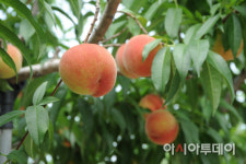 순천, 명품 농산물 월등 복숭아 체험행사...6~7일 양일간 개최