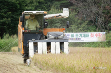 창녕군, 벼 조기재배 첫 수확 ...진옥벼 조기재배단지