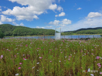 [포토] 한들한들 코스모스’ 용인시 기흥호수공원 가을 여행.