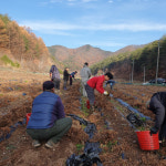 영양군, 불의의 사고로 일손부족 농가 천궁 수확 돕기 실시