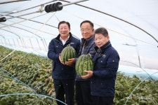 조근제 함안군수, 겨울수박 출하 현장 방문