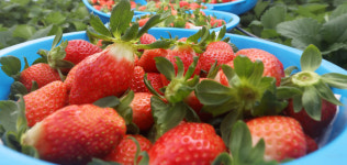 함양군, 딸기 금실 동남아시아 시장 진출